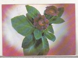 Bnk cld Calendar de buzunar - 1980 - Editura Ceres