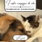 I nostri compagni di vita: Il mio migliore amico amico cane - Il mio strano amico gatto