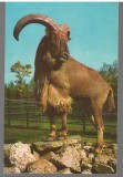 CPI B 12223 BUCURESTI. GRADINA ZOOLOGICA, BERBEC CU COAMA (AMMOTRAGUS LERVIA)