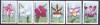 DB1 Flora Orhidee Antigua &amp; Barbuda 1997 6 v. MNH, Nestampilat