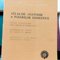 Atlas de anatomie a pasarilor domestice - V . Ghetie