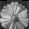 Structure &amp; Surprise: Engaging Poetic Turns