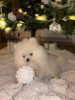 Pui pomeranian