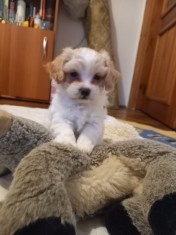 pui metis bichon/pechinez foto