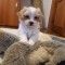 pui metis bichon/pechinez