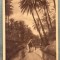 AD 690 C. P. VECHE- DANS L&#039;OASIS -EDITEURS : L&amp;L - IMAGINE ZONA ARABA