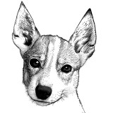 Cumpara ieftin Sticker decorativ Caine Basenji, Negru, 80 cm, 8148ST, Oem