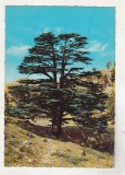 bnk cp Liban - Cedrul - simbolul de pe drapel - necirculata - Kruger 987/177