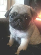 Donez catel pug foto