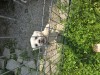 Bichon maltez, [en.casa]