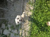 Bichon maltez, [en.casa]