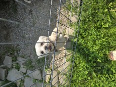 Bichon maltez