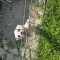 Bichon maltez