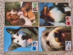 Romania 2001, Rase de caini, 4 carti postale maxime foto