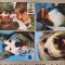 Romania 2001, Rase de caini, 4 carti postale maxime