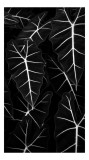 Tablou Canvas, "Frumusețea geometrică a naturii", Frunze, Model, Textura, Contrast, Umbre, Eleganta, Natură, Dungi, Vegetație, Simetrie, 26 x 39 cm, C