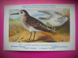 HOPCT 6328 LIMICOLA FALCINELLUS FALCINELLUS -PASARI DE APA -FAUNA EUROPA-CP CHROMO LITHO -MUZEUL REGAL STIINTE NATURALE BELGIA-NECIRCULATA, Printata