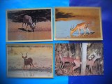 HOPCT LOT NR 1026 ANTILOPA/CAPRIOR -FAUNA -4 CARTI POSTALE-NECIRCULATE, Circulata, Printata