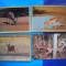 HOPCT LOT NR 1026 ANTILOPA/CAPRIOR -FAUNA -4 CARTI POSTALE-NECIRCULATE