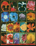 AJMAN 1972 - Flori / serie completa (18 valori), Stampilat