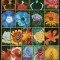 AJMAN 1972 - Flori / serie completa (18 valori)