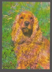 CPIB 20253 FELICITARE - COCKER SPANIOL