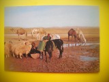 HOPCT 6097 IZVOR DE APA IN DESERTUL IUDEU-CAMILE -ISRAEL-ASIA -NECIRCULATA