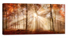 Tablou luminos in intuneric, GlowforHome, Raze de lumina solara intr-o padure de toamna cetoasa, 120 cm x 60 cm foto