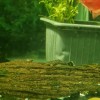 Ancistrus SP Peste Acvariu Sanitar 2.5-3.5cm, Curatator Alge, Compatibil, Usor de Intretinut