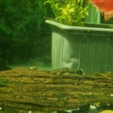 Pesti De Acvariu Sanitari Ancistrus Sp