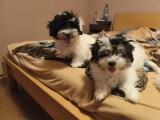 Bichon havanez 2 baietei