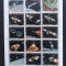 YEMEN K. - Program APOLLO-1coala a15 v.cu inscris Argintiu-dant.-MNH**.- YK 066C