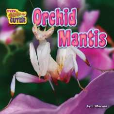 Orchid Mantis foto