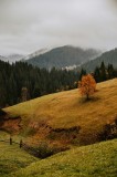 Tablou Canvas Peisaj Toamna Copac Solitar Pădure Ceață Natură, 26 x 39 cm, CMCLASS
