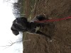 V&acirc;nd femelă cane corso, #1 All Systems