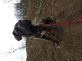 V&acirc;nd femelă cane corso