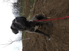 V&acirc;nd femelă cane corso