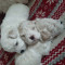 Vand bichon frise , Pedigree