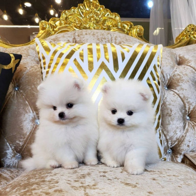 Pomeranian mini toy foto