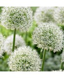 Allium Mont Blanc 16/18