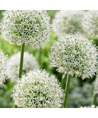 Allium Mont Blanc 16/18