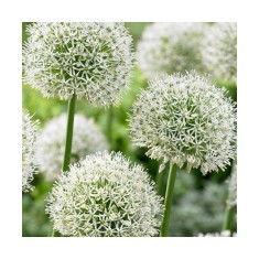 Allium Mont Blanc 16/18