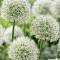 Allium Mont Blanc 16/18
