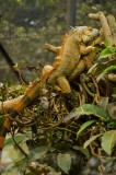 Tablou Canvas, "Iguana odihnindu-se pe crengi verzi", Șop&acirc;rlă, Ramuri, Frunziș, Camuflaj, Tandră, Natură, Solzi, Repaus, Verde, Mediu, Habitat, Imersi