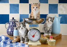 Puzzle Schmidt 500 Cats in the kitchen foto
