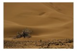Tablou Canvas, "Solitar printre dunele deșertului", Dune, Nisip, Deșert, Copac, Ariditate, Singurătate, V&acirc;nt, Peisaj, Liniște, Deșertăciune, 39 x 26 c