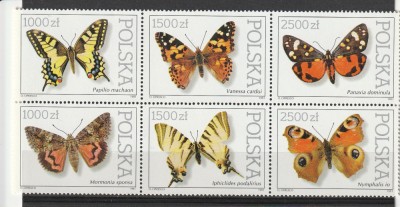Fauna ,fluturi,Polonia foto