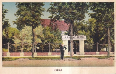 Buzias (necirculata) foto