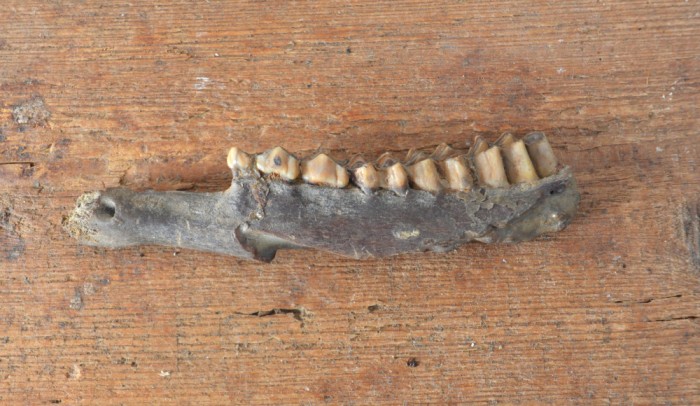 Gazella sp. mandibula Pliocen (Meotian)