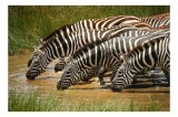 Tablou Canvas, "Zebre la adăpat &icirc;n savană", Zebre, Apă, Dungi, Natură, Verdeață, Reflecții, Armonie, Animale, Contrast, 39 x 26 cm, CMCLASS
